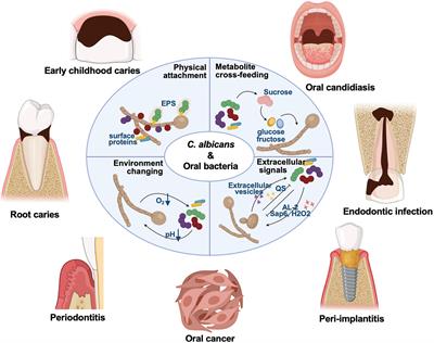 Cross-kingdom interaction between Candida albicans and oral bacteria